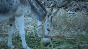 “Burro de Ouro” é o novo documentário sobre o burro da Graciosa