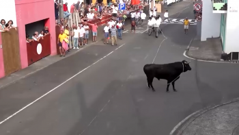 Touros abatidos depois de uma tourada na Agualva geram polémica