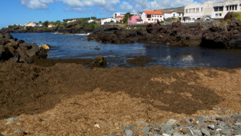 Alga invasora desespera moradores