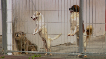 Feira de adoção: mais de 70 animais procuram nova família