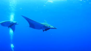 Oceanário de Lisboa promove Turismo de Conservação nos Açores