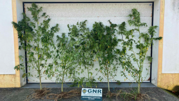 Detido homem por tráfico de estupefacientes nas Flores