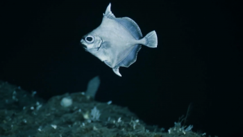 Ocean X: Novo recife coral identificado ao largo do Faial