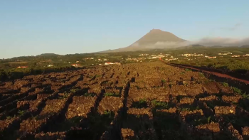 Imagem de Viticultores do Pico apelam ao Governo para que tome medidas contra as pragas