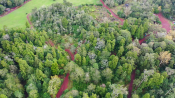 Associação Amigos dos Açores faz restauro ecológico no Pinhal da Paz