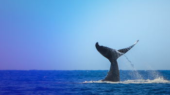 Encontro Científico analisa observação de cetáceos e natação com golfinhos