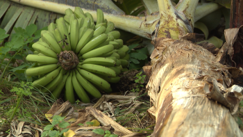 Produtores de banana queixam-se da falta de apoio