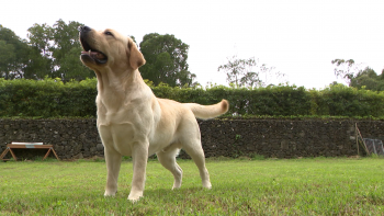 Labrador Retriever treinado em São Miguel conquista vários prémios