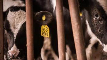 Imagem de Solução para as 700 cabeças de gado retidas nos Açores pode levar 3 semanas