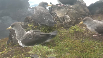 Mais de 600 aves marinhas salvas, no último mês, por voluntários nos Açores