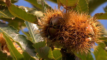 Doença do castanheiro afeta produção da castanha