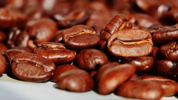 Assinado protocolo para experimentação de novas variedades de café nos Açores