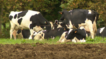 Agricultores com novo apoio na aquisição de alimento para o gado