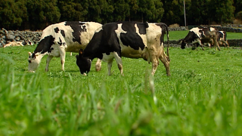 Aprovado em Bruxelas projeto de parecer que visa proteger os agricultores açorianos