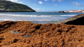 Cientistas registam crescimento anormal de Alga Sargassum nas praias