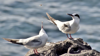 Açorianos no 3º Concurso Internacional de Fotografia sobre Aves Marinhas da Macaronésia