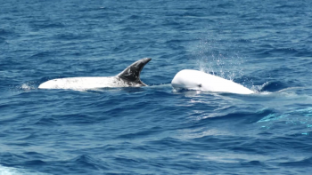 Açores integram novas Áreas de Importância para os Mamíferos Marinhos