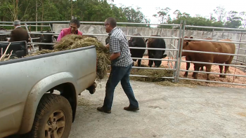 Região promove curso de tratadores de animais vivos para exportação em transporte marítimo