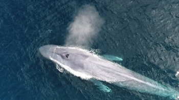‘Whale Project Azores’ pretende criar base de dados sobre cetáceos