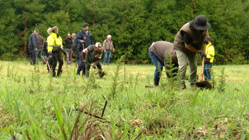 Campanha ‘Uma Árvore pela Floresta’ chega aos Açores