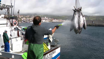 Pesca Atum: Investigador considera a arte de salto e vara uma crónica de uma morte anunciada