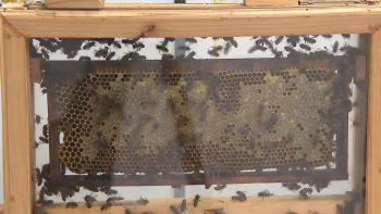 Doença das abelhas: detetados casos de Loque Americana em 16 apiários do Pico