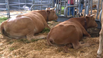 Termina hoje a Feira Agrícola na Calheta de São Jorge