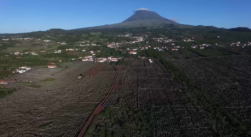 Vinhos dos Açores: 34 agentes económicos já certificaram 100 marcas comerciais