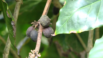 Produção Café: Açores apostam na experimentação de 6 novas variedades da espécie arábica