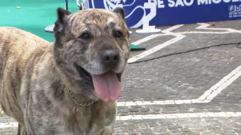 5ª Mostra do Cão de Fila de São Miguel contou com 45 exemplares