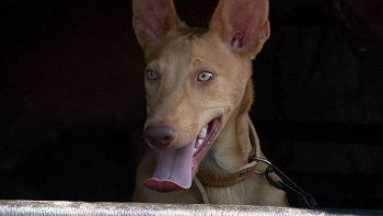5ª Mostra Canina do Podengo Português exalta qualidades da raça