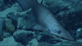 OKEANOS: Pela primeira vez nasce em cativeiro um tubarão Pata-roxa da Islândia