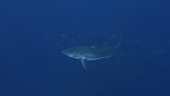 Tubarão-Branco avistado a 45 milhas a sul da ilha do Faial no Banco Princesa Alice