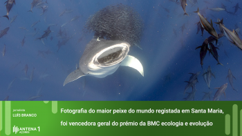 Fotografia do maior peixe do mundo registada em Santa Maria foi vencedora de prémio