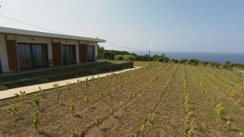 Alojamento turístico alia-se à produção de vinho no Faial