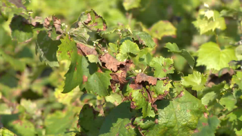 Viticultura: Investigadores estudam formas de combate às várias pragas 