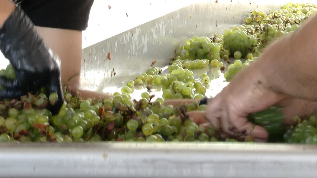 Produção de uva baixa significativamente no Pico - RTP Açores