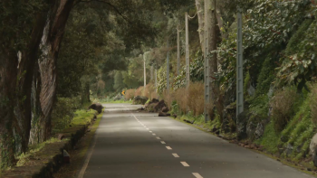 Governo avança com obras na estrada entre a Serreta e o Raminho na ilha Terceira