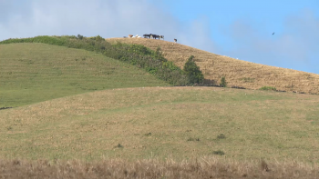 Seca nos Açores: Temperaturas elevadas com impactos negativos na agricultura