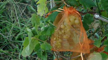 Vitivinicultura: Produtor da Terceira tem solução para as pragas