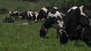 Jovens criadores de conteúdos digitais desafiados a serem produtores agrícolas 