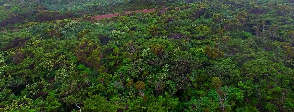Imagem de Projeto NaturAZ para desenvolvimento sustentável da floresta endémica premiado em concurso na Turquia