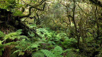 Floresta Laurissilva com 4 projetos para adaptação e mitigação das alterações climáticas