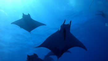 Dia Mundial das Mantas criado para sensibilizar sua preservação