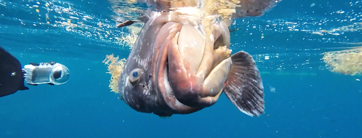 Causas para surgimento de peixes à superfície continuam a ser investigadas