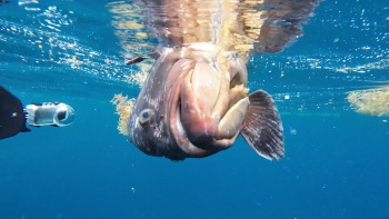 Causas para surgimento de peixes à superfície continuam a ser investigadas