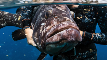 Governo decidiu interditar temporariamente a pesca de mero