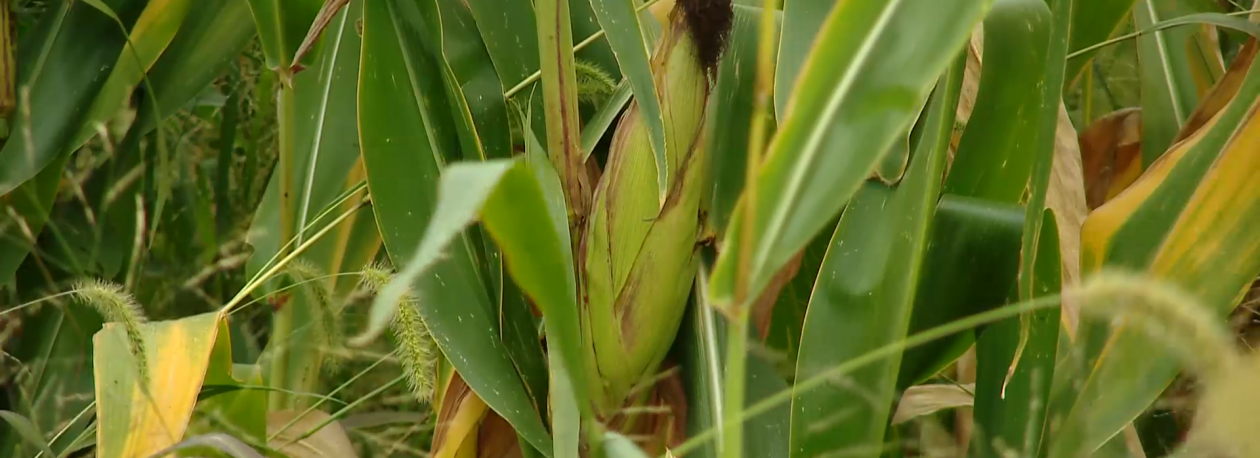 Especialistas da UAc apontam vantagens do cultivo de milho transgénico nos Açores