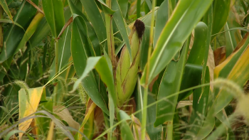 Especialistas da UAc apontam vantagens do cultivo de milho transgénico nos Açores