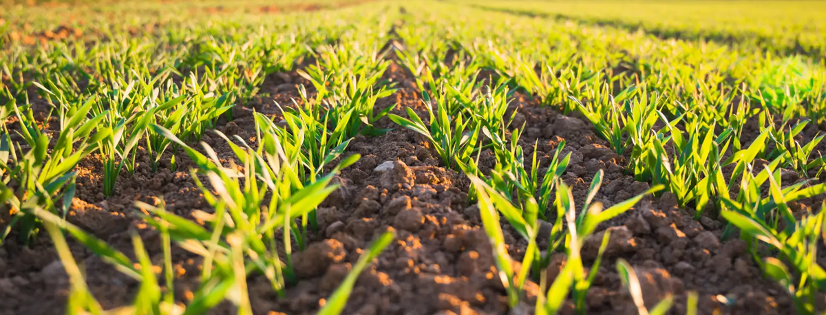 Conselho de Governo aprova transferência de mais de 7M€ para o setor agrícola